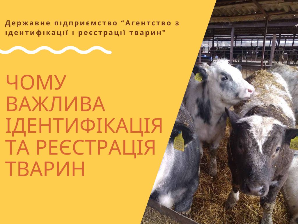 Чому важлива ідентифікація та реєстрація тварин?