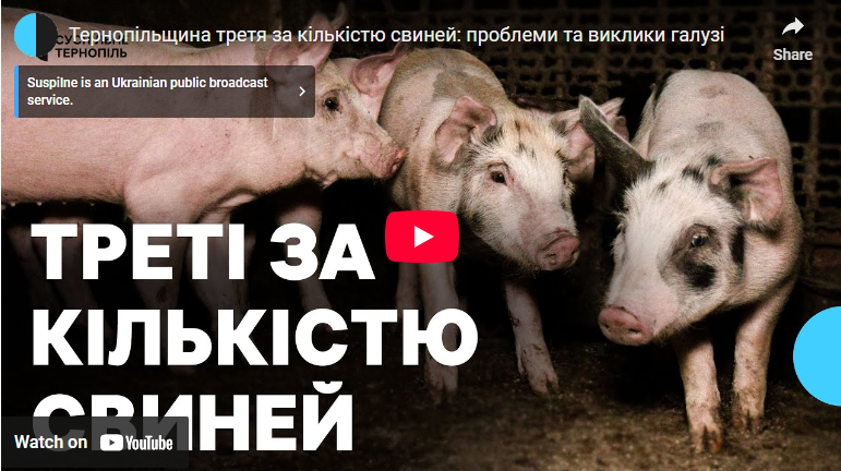 Тернопільщина — третя в Україні за кількістю поголів’я свиней