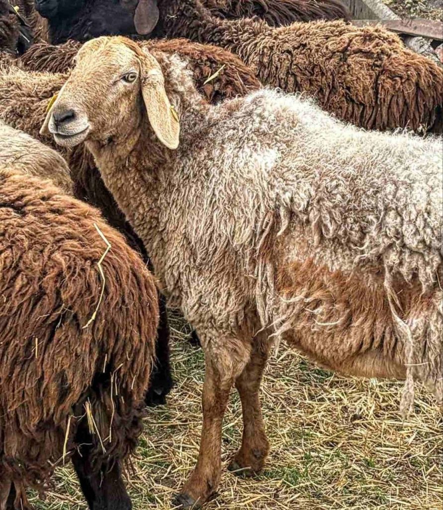 ПП «МАГ» — приклад того, як навіть невелике господарство може працювати сучасно, дисципліновано й результативно